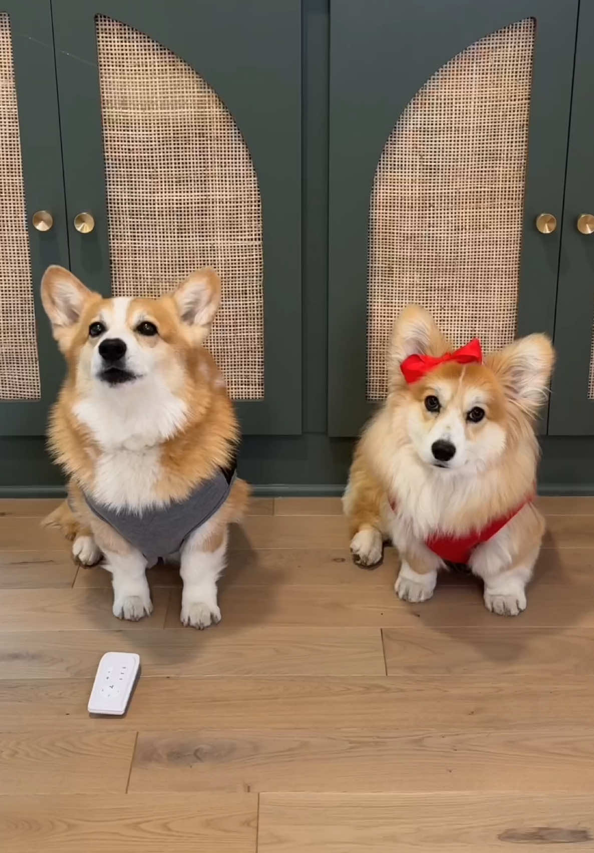 A post by @hammyandolivia on TikTok caption: They caught me…