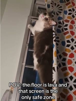 A post by @jacksongalaxy on TikTok caption: Nanie heard “no climbing” and took that personally. 😼 #thefloorislava #cats #catlovers #teamcatmojo #mischief 
