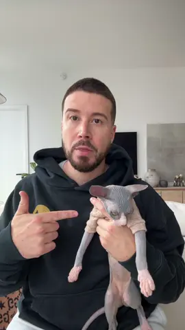 A post by @vinnyguadagnino on TikTok caption: A few months ago I got a sphynx cat named Mac and he just replicated. Meet his new brother Tosh. #MacAndTosh 👽 👽 
