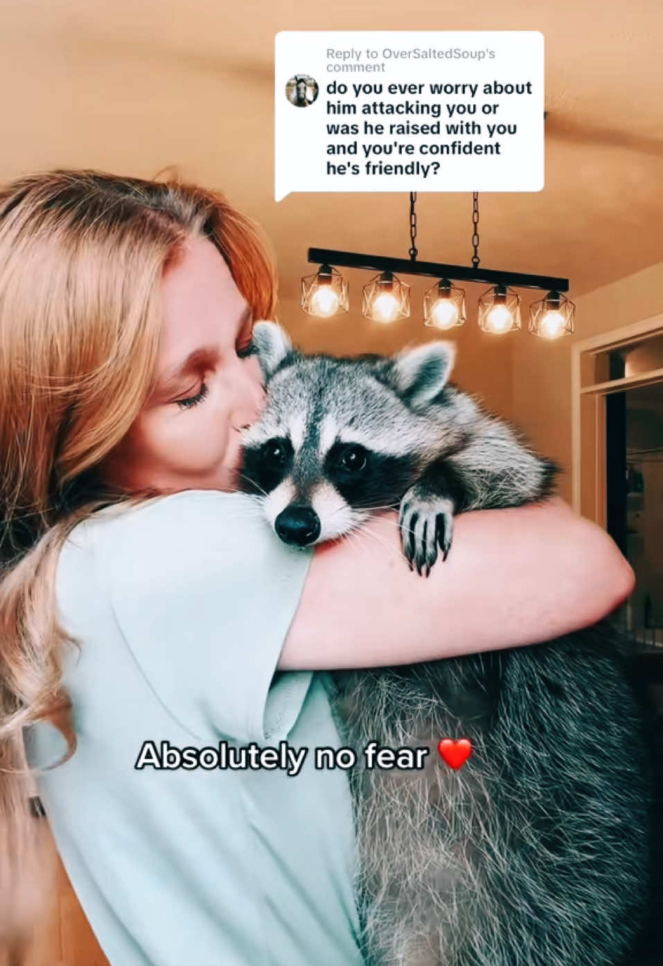 A post by @hereforthelaughter on TikTok caption: I’ve had my two pet raccoons since 5 weeks old. I’m their mom. Ask them ❤️#petraccoon #raccoon #raccoonlove 
