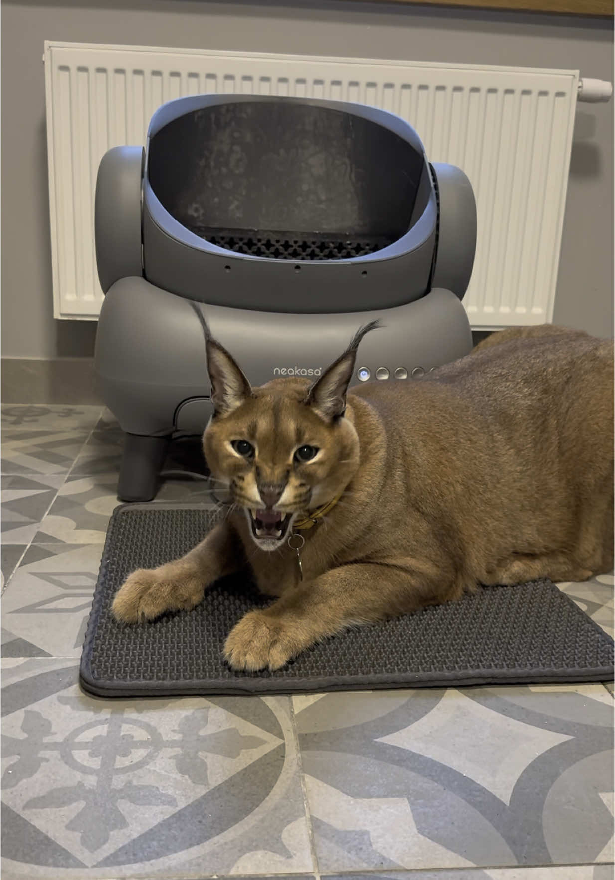 A post by @pumbacaracalofficial on TikTok caption: Pumba was amazed 🤯 Use code: PUMBAOFF30 for $30 off #NeakasaM1 #OpenTopLitterBox #StressFreeCats #ScoopFreeDaysWorryFreeWays@Neakasa 