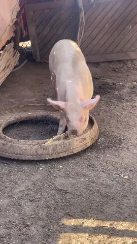 A post by @liseth_leyva on TikTok caption: #fyp #parati #explorepage #rancho #pig #cochi #culiacan #viralvideo #piggy 