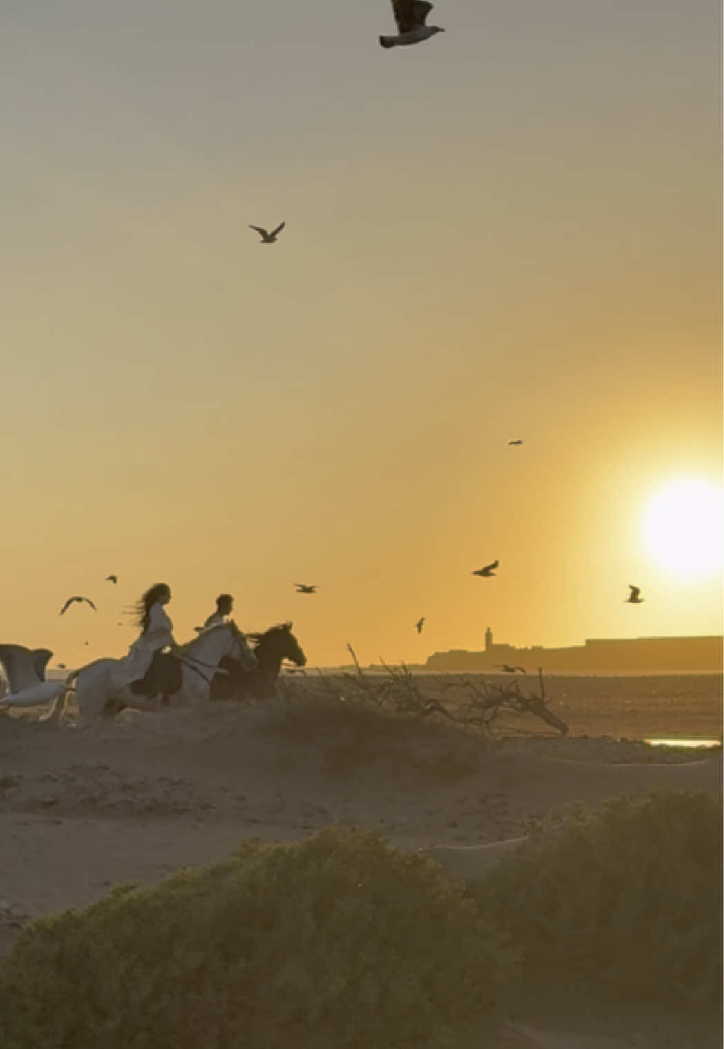 A post by @essaouirahorseparadise on TikTok caption: In that quiet, perfect second, just us, the horses, and the rhythm of our breath, the world disappeared, and magic took its place. ✨ 👉🏼 We are a Travel Agency based in Essaouira (Morocco). Join us for an unforgettable horseride holidays. Ride the best horses in town, and meet the best team of riders.  . . . . . . #horses #horsesoftiktok #horse #horsetok #equestrian #fyp #cheval #fypage #viral #viralvideo #pferd #horsesontiktok #лошадь #horselove #essaouira #morocco #lovak #caballos #cavalli 