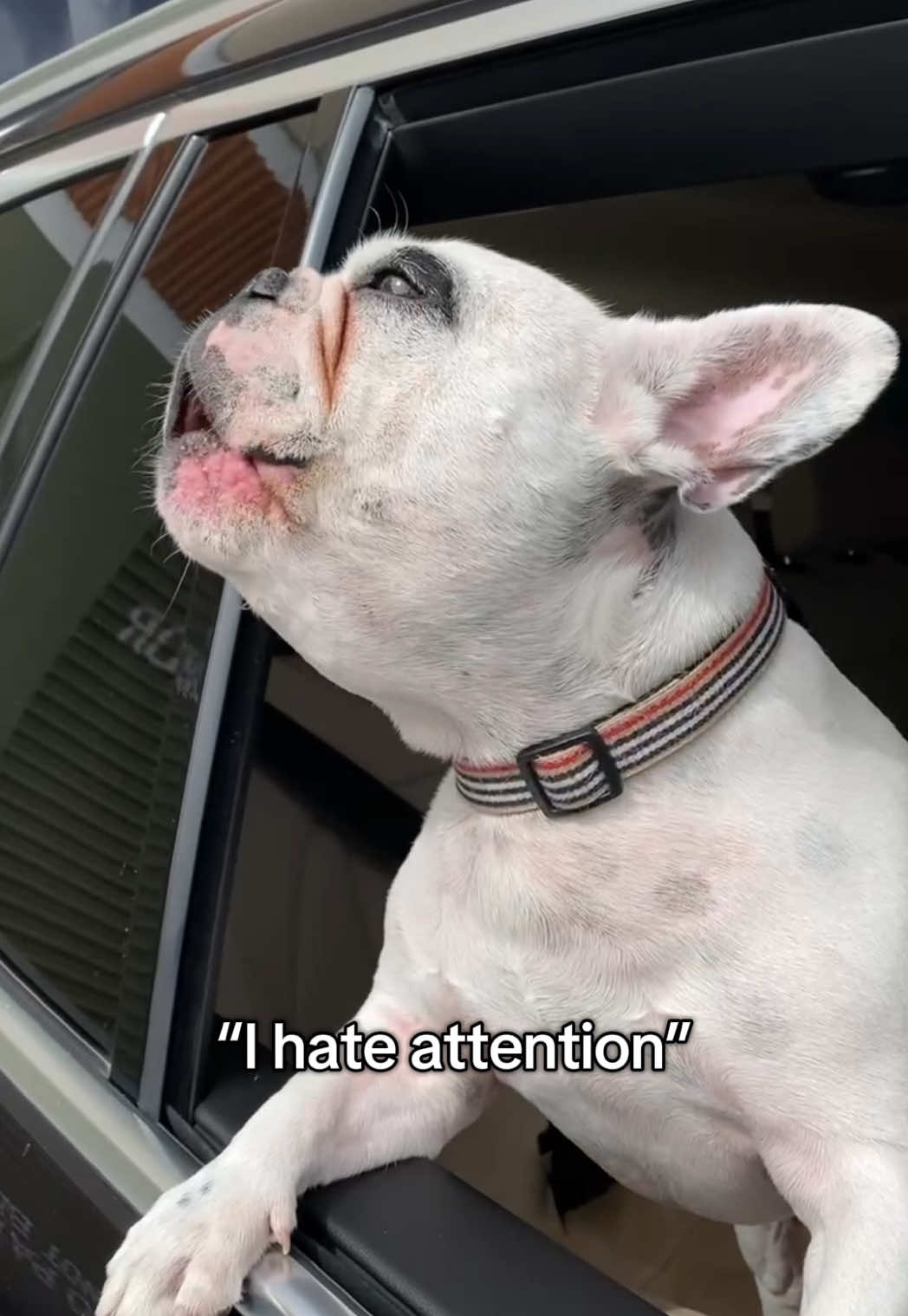 A post by @waltergeoffrey on TikTok caption: Ugh. No one likes being the center of attention, right?   #meltdown #waltergeoffrey #frenchiesoftiktok #frenchiehumor #frenchbulldog #ihateattention #dogmom #humor 