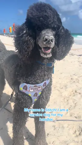 A post by @servicedog626 on TikTok caption: #liloandstitch in honor of the new movie coming out, I figured we would share all the times my Stitch has met character Stitch! Stitch came to me with his name but I wouldn’t change it because of how much I love Disney and the movie. I can’t wait to see the new movie this weekend with my lil blue service alien!  #disney #disneyparks #Stitch #disneyworld #disneycruise #servicedog 