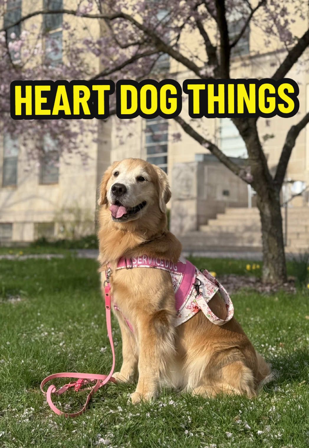 A post by @leviatyourservice on TikTok caption: If it was up to Blossom this would be an all day thing #heartdog #souldog #goldenretriever 