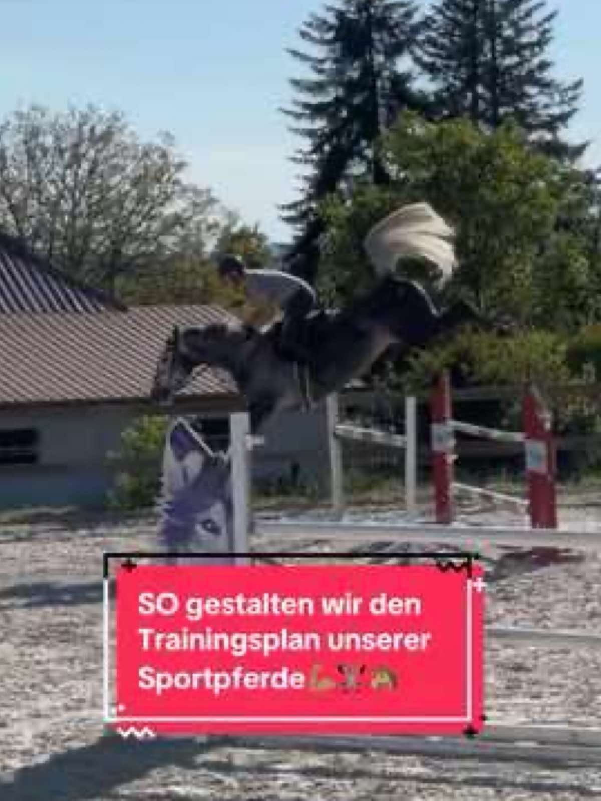 A post by @bellaxhorses on TikTok caption: Die armen gequälten Sportpferde🫣 #bellaxhorses #horseslover #showjumpinghorse #horsegirl #equestrianlife #pferdeliebe #pferdemädchen #equestrians #horsesoftiktoktok #equestrianlove 
