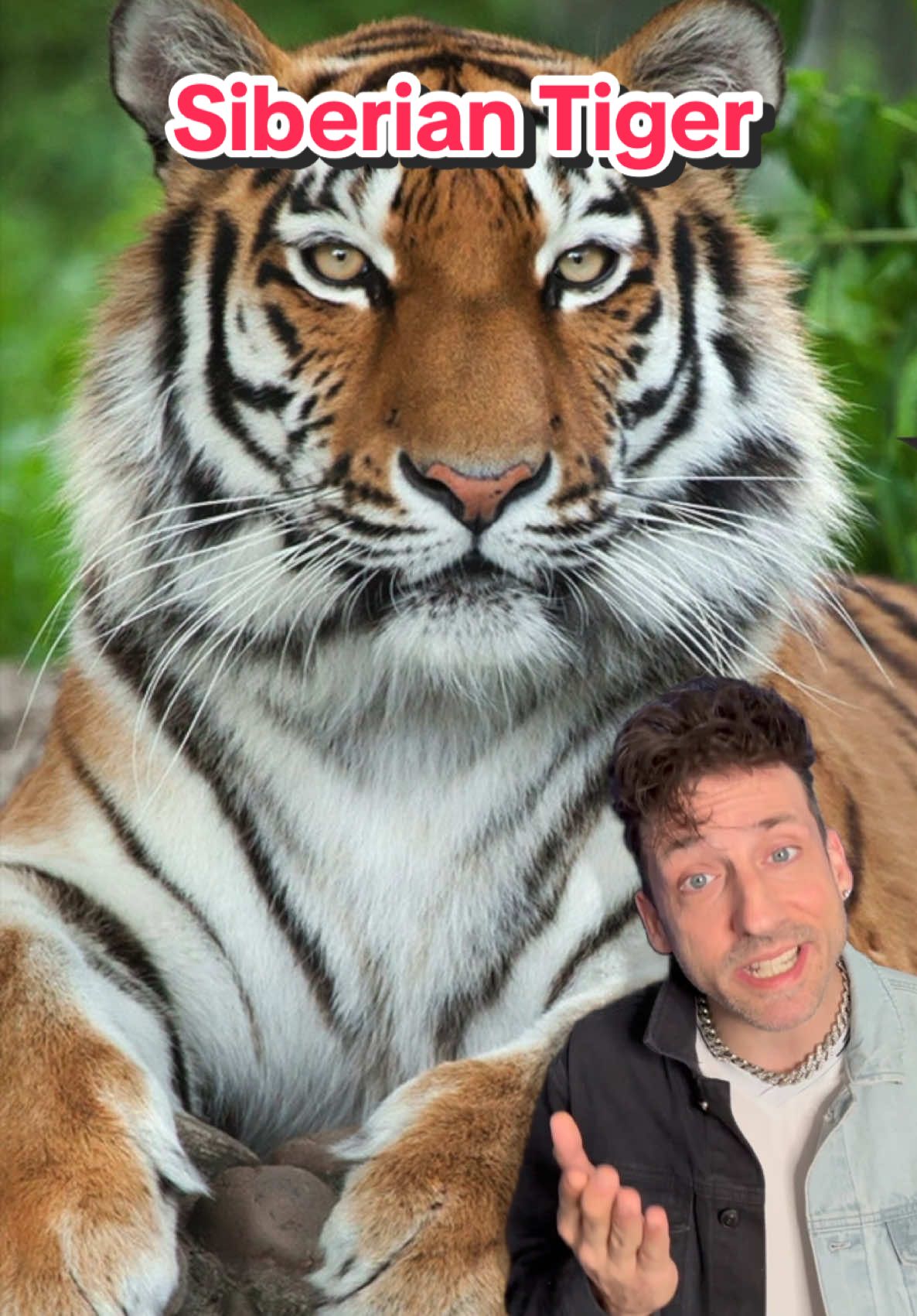 A post by @oddanny on TikTok caption: The true king of the jungle #siberiantiger 