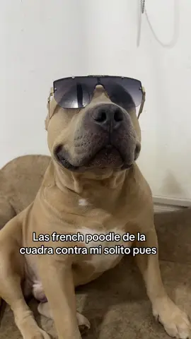 A post by @vikingo606 on TikTok caption: 😏#vikingo606 #humor 