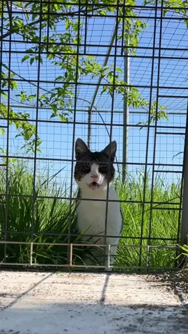 A post by @wildcatridgesanctuary on TikTok caption: Have a one-on-one breakfast with Violet the Savannah cat. 🍳 Violet was previously owned by a breeder before her wild behavior proved too much for them to handle and as a result she was brought to WildCat Ridge Sanctuary. Here, she has her own indoor/outdoor enclosure and can let her wild instincts run free! Interested in virtually adopting or sponsoring Violet and donating funds toward her care? Find more details on our website under her profile!  REMINDER: Savannah cats do not make suitable pets! 🚫 #savannahcat #notapet #CatsOfTikTok #sanctuary #nonprofit #violet #wildliferescue #nature #feeding #smallcatcrisis 