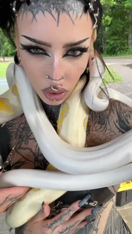 A post by @m0rguekitty on TikTok caption: @Royal Retics 🐍🐍