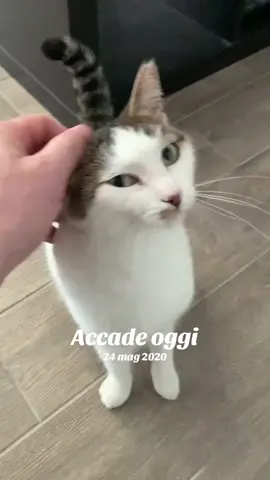 A post by @il_mike_80 on TikTok caption: #accadeoggi 