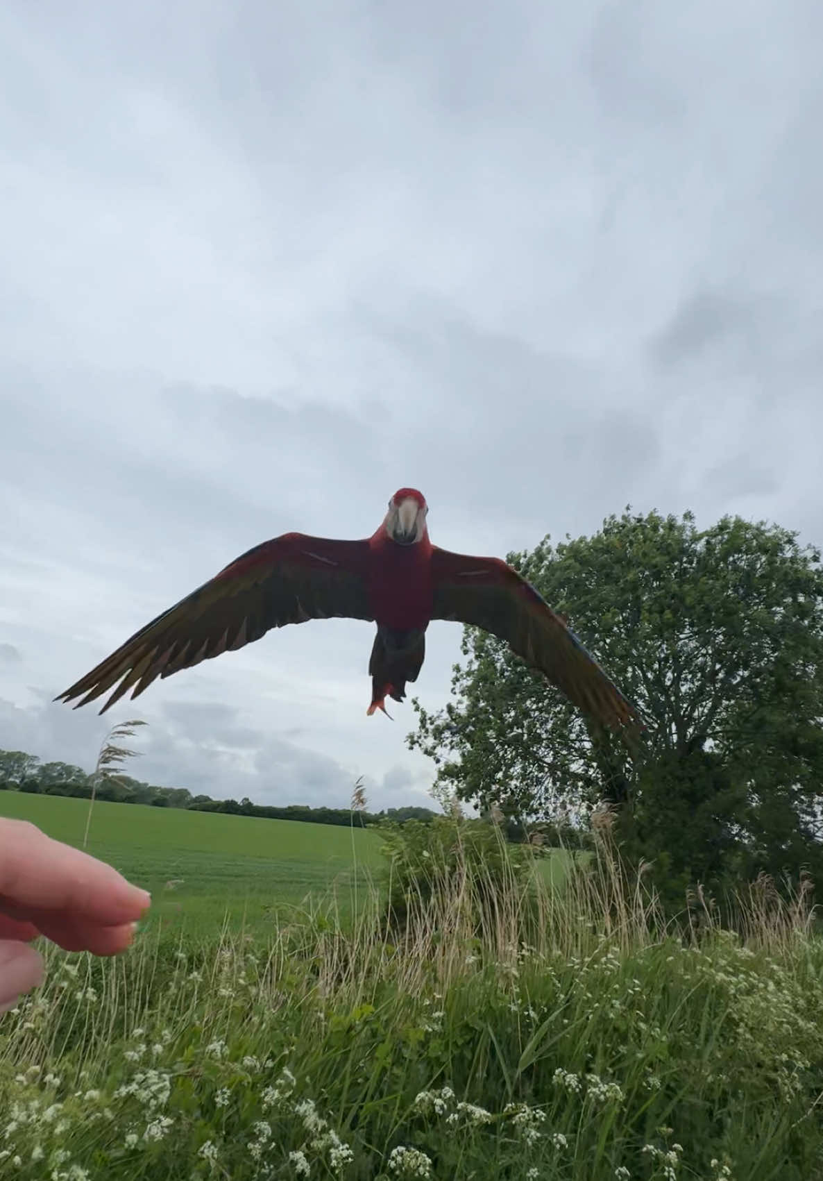 A post by @shelbythemacaw on TikTok caption: The red green and blue arrows of Bedfordshire! #freeflying #petparrot #exoticpets #shelbythemacaw #freeflight #viral 