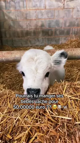 A post by @stevebradaa on TikTok caption: TRÈS DUR A RÉPONDRE 👀 #vache #animal #fy #fyp #viral #foryou #pourtoi #trending #foryoupage #stevebrada #tiktok #collage #tiktokchallege #viralvideos #viralditiktok #challenge 