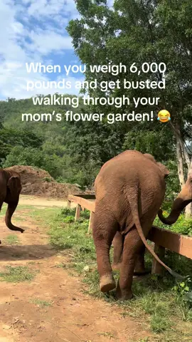 A post by @planting_peace on TikTok caption: Volume up: You can hear this elephant say sorry for walking through mom’s/@Lek_chailert flower garden! 😂😂😂🙃- Aaron 