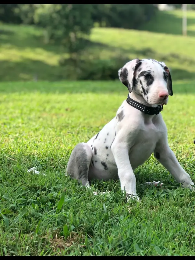 A post by @ambermainord on TikTok caption: If love could have saved you, you would have lived forever ♡ #greatdane #heartdisease #cancer #bestfriend 