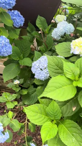 A post by @lexxibaby2 on TikTok caption: Crazy cat lady chronicles and look at my hydrangeas 💙💜💅💯💁🏻‍♀️🤸
