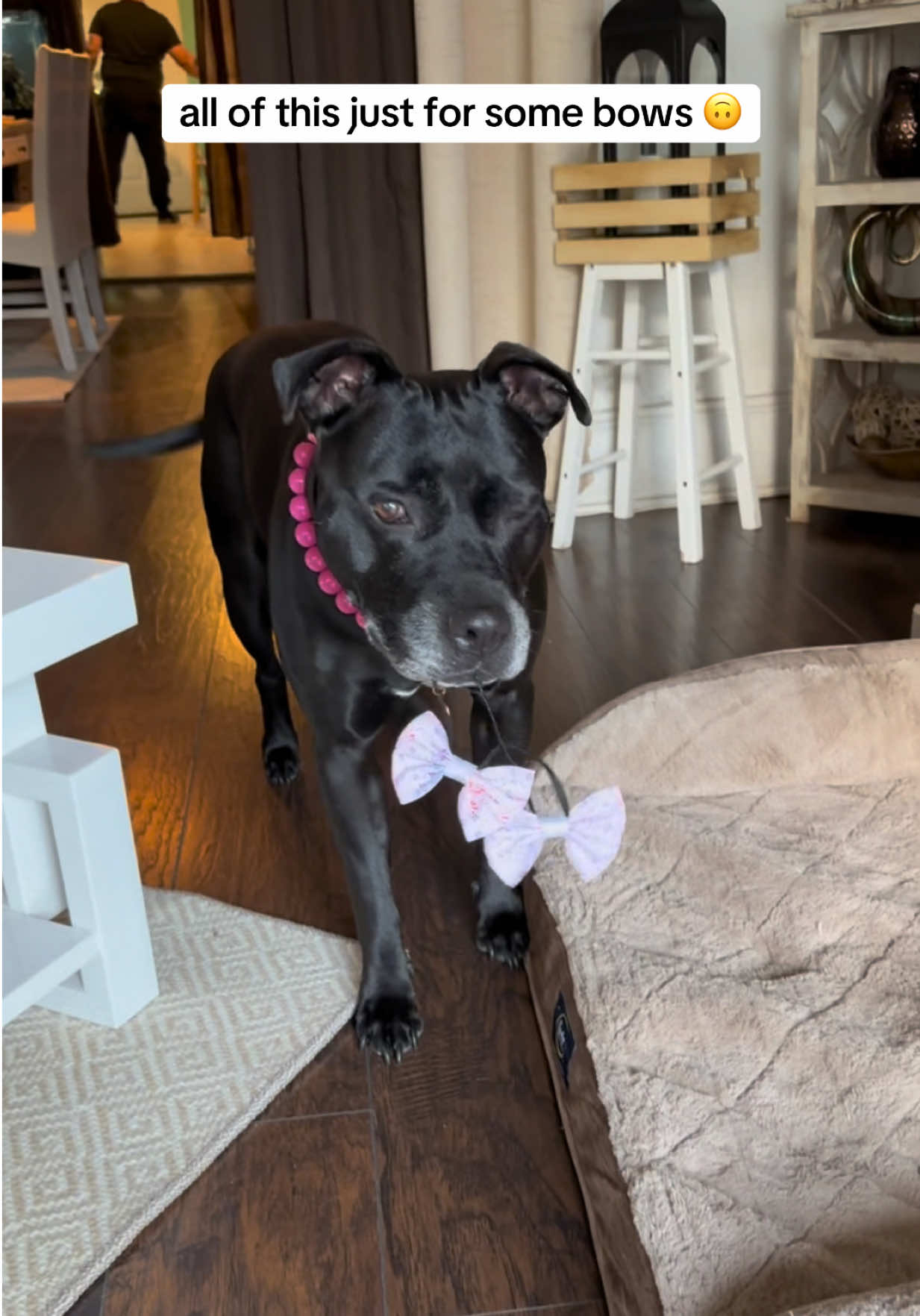 A post by @ on TikTok caption: the way she looked away quickly 😭 double bows by me @Wildly Cute Bows and beaded collar by @Hypnotic Dog 🩷