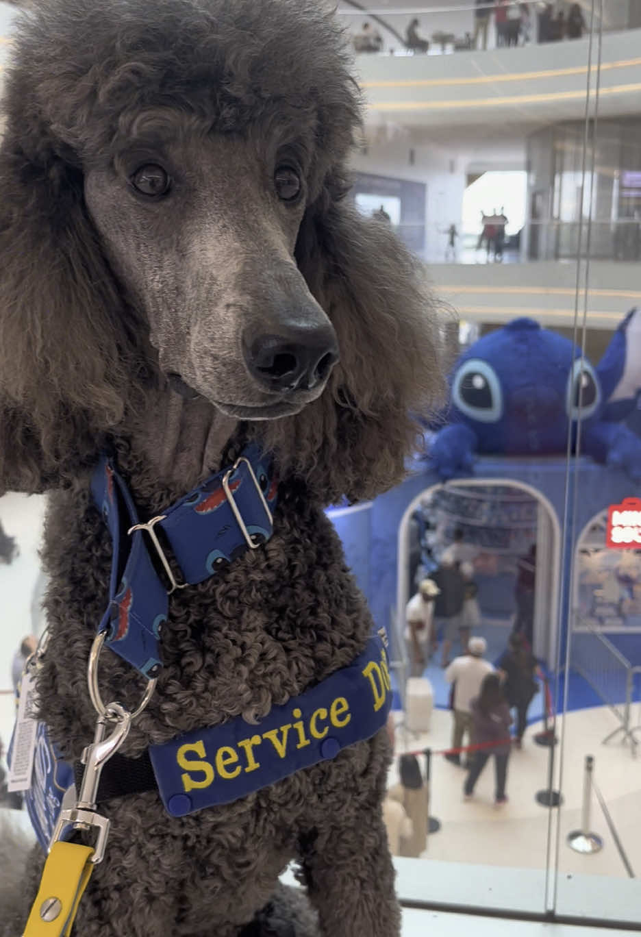 A post by @servicedog626 on TikTok caption: #miniso #Stitch #liloandstitch #disney #servicedog #mallofamerica #poodle #standardpoodle #minisoblindbox 
