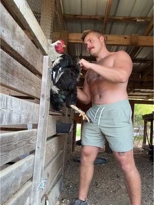 A post by @2guysandsomeland on TikTok caption: Sometimes a big 🐓 is just what you need 😮‍💨 #foryou #chickens #rooster #backyardchickens #chickensoftiktok #fypシ 
