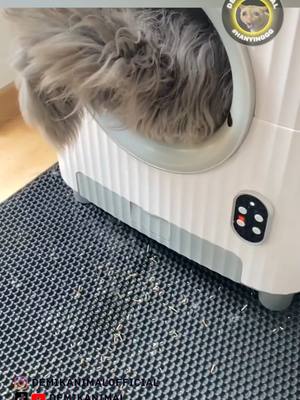 A post by @demikanimal on TikTok caption: JGN GANGGU LG POKUS #dubbing #dubbinglucu #dubbinghewan #dubbingbinatang #demikanimal #dubbingindonesia #demikfootball #fyp #foryou #foryoupage