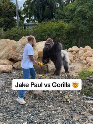 A post by @jakepaul on TikTok caption: Me Vs. Gorilla 🦍 @CelsiusOfficial #CELSIUSBrandPartner #CELSIUSLiveFit 