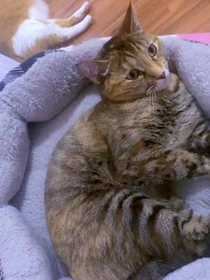 A post by @mbarrett123 on TikTok caption: Luna 