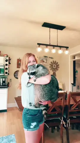 A post by @hereforthelaughter on TikTok caption: Hello ! #raccoon #pet #healthyraccoon 
