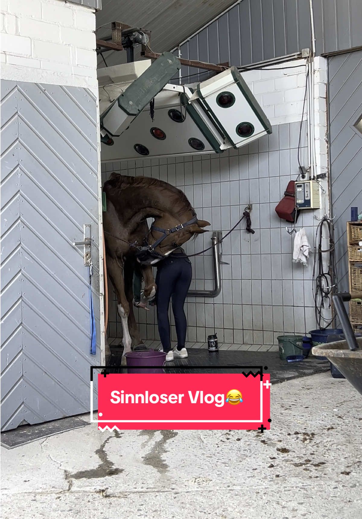 A post by @bellaxhorses on TikTok caption: Dieser Vlog ergibt absolut keinen Sinn😂 (Dino‘s Lieblingsaufgabe: Isi ärgern🤡😂) #bellaxhorses #horseslover #showjumpinghorse #horsegirl #equestrianlife #pferdeliebe #pferdemädchen #equestrians #horsesoftiktoktok #equestrianlove #equestrian #stablevlog #vlog 