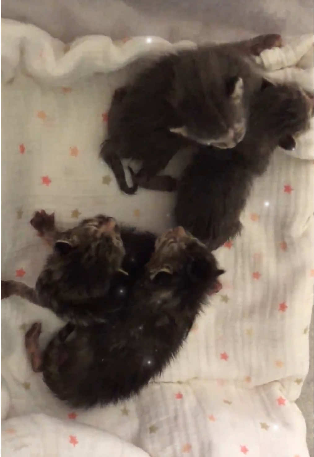 A post by @lowkeymusthaves on TikTok caption: kitten season #kitten #kittensoftiktok #catsoftiktok #catrescue #meows #fosteringsaveslives #cattok #kittenseason #smol #fosterkittens #bottlebaby 