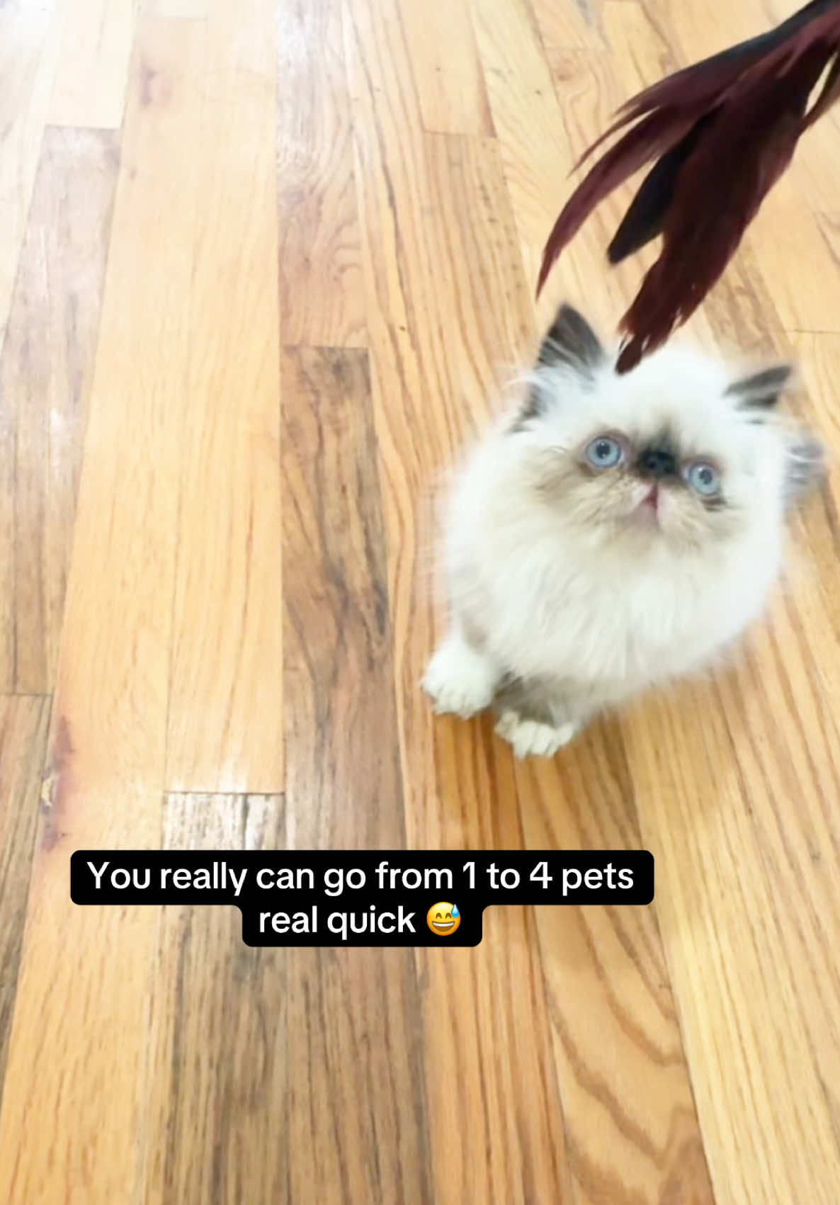 A post by @makeupbydwiggs on TikTok caption: Cuties 🥹🤍✨ #persiancat #persiantiktok #goldenretriever #catanddog #viralvideo #fy #fyp #animalsoftiktok 