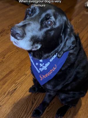 A post by @joolieannie on TikTok caption: #fyp #blacklabrador @DonJulioTequila 