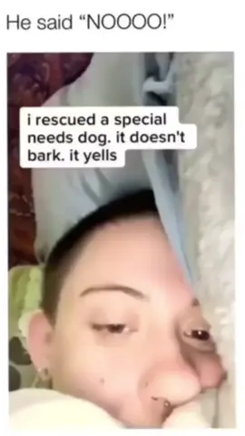 A post by @cutedogsonline on TikTok caption: Funny dogs  🐕 😄 #dog #dogs .