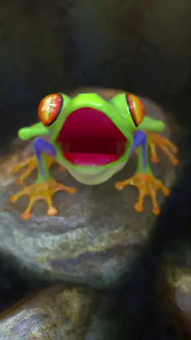 A post by @krazymations on TikTok caption: Weeee #frog #3danimation #krazymations 