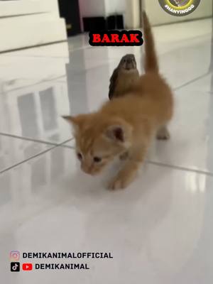 A post by @demikanimal on TikTok caption: YANG BANDEL MASUK BARAK #dubbing #dubbinglucu #dubbinghewan #dubbingbinatang #demikanimal #dubbingindonesia #demikfootball #fyp #foryou #foryoupage