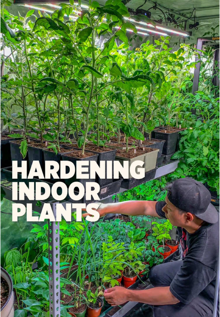 A post by @plantedinthegarden on TikTok caption: Keep your indoor plants happy and healthy when they start to move outdoors.  If you started seeds indoors or have overwintered plants. When it’s time to bring them outdoors, make sure not to skip the hardening process. It can be a lot of work, but it’s necessary to help any indoor plants to thrive in the outdoor environment.  Here’s our simple step to make it easier to slowly acclimate your seedlings or plants outdoors. Just make sure to do this process when the weather is warm and safe from frost. Days 1-2 Use a tarp to keep the plants under full shade for the first two days Days 3-4 Expose the plants under morning or late afternoon sun. Sun rays during these times are not as strong. Day 5 Check to see how the plants are transitioning, such as signs of sunburn. If it needs more time, continue to expose only to morning and afternoon shade. If plant leaves look greener and harder, then start exposing to full sun. Days 6-7 Expose plants under full sun from morning to end of day Water well during this process and open air helps them adjust much faster. After this process, they can now be transplanted in their final spot. If you’re looking to grow healthy strong seedlings, we highly recommend using a grow light. Below is  a list of equipment that we got from Spider-Farmer.com they have a great selection to choose from.  GET EXTRA 8% OFF USING CODE: plantedinthegarden 8’x8’ Grow Tent, other sizes available on their site. Spider-Farmer G4500 growlight & SF600 perfect light for growing vegetables. 6” Clip Fan 6” Ventilation System Spider-Farmer 3 Tier plant stand. @Spider Farmer LED #spiderfarmer #growtent #gardeningtips #learning #spiderfarmerplantstand #LEDGrowLights #homegrown #gardeninginspiration #gardening #sponsored