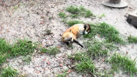 A post by @foxtalesflorida on TikTok caption: Bella! Side digging vibes.  #foxrescue #nonprofit #foxtalesflorida #foxsanctuary #freedom 