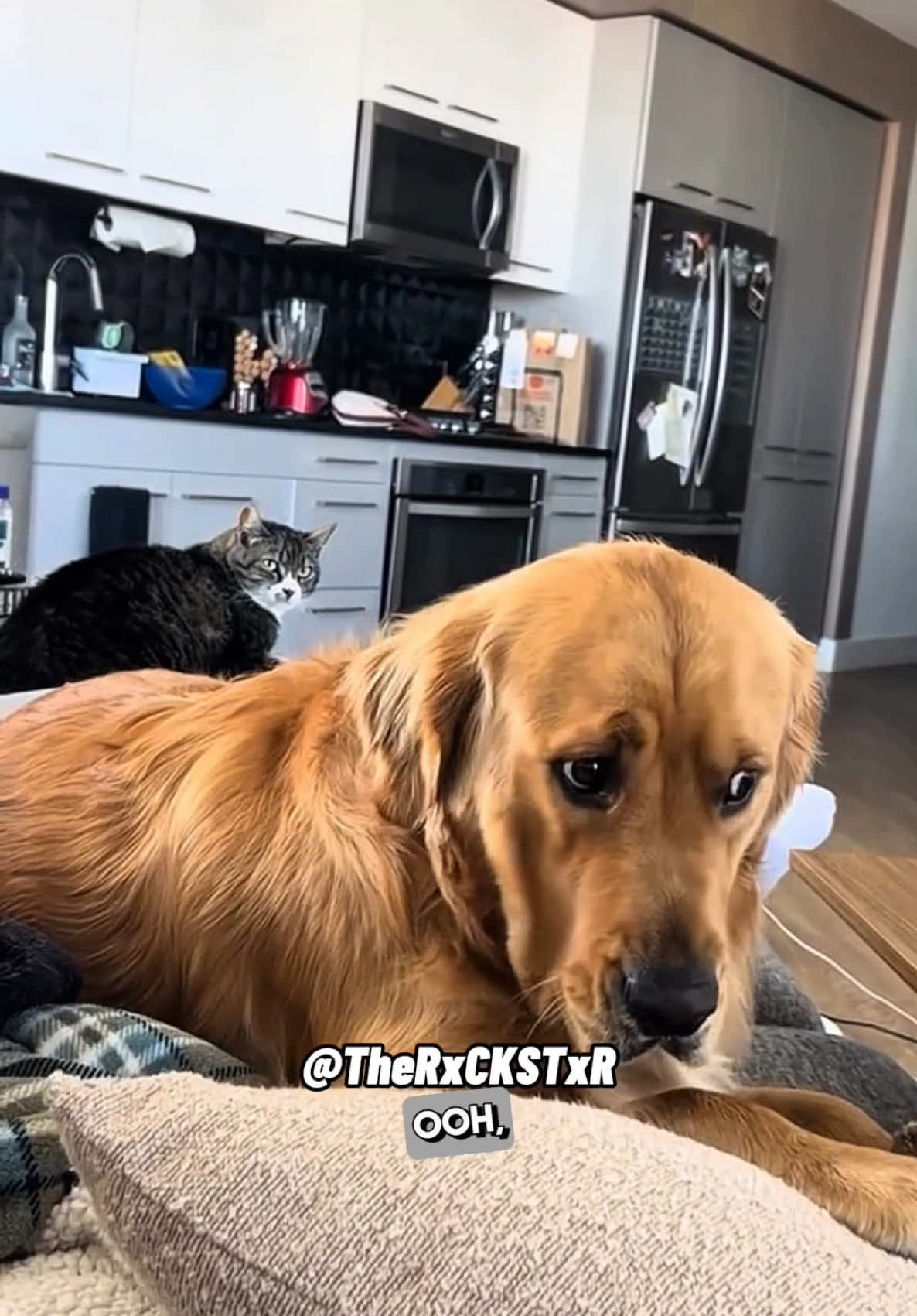 A post by @therxckstxr on TikTok caption: When Your Crush Looks Back! by RxCKSTxR featuring @Kris & her Shadow  #FunnyPetMoments #foryou #fypシ #dogsoftiktok #funnyanimals #funnypets #voiceover #foryou #sofunny #PetComedy #RxCKSTxR #dallastx 