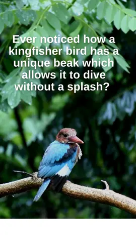 A post by @dropsknowledge on TikTok caption: A Kingfisher bird has a special beak! #learnontiktok #tiktokedu #stem #physics 