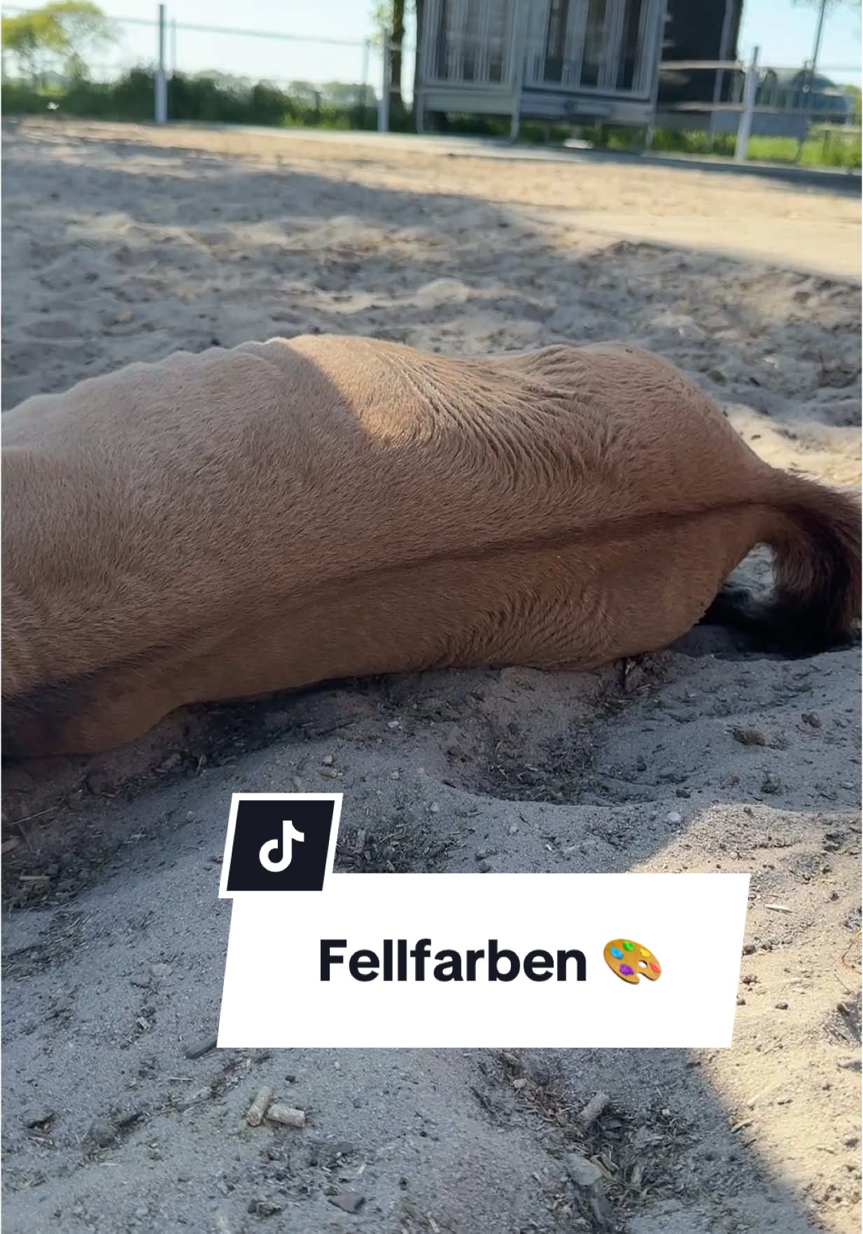 A post by @chaospony_ on TikTok caption: Fellfarben bei Pferden! 🐴♥️ Instagram: Chaospony 📍 Q: Was ist deine Lieblingsfarbe?  #asmrjanina #fyp #fypage #fürdich #fy #equestrianlife #viralvideo #trendiing #horsesoftiktok #fohlen #foryoupage #fohlen #vlog #pov 
