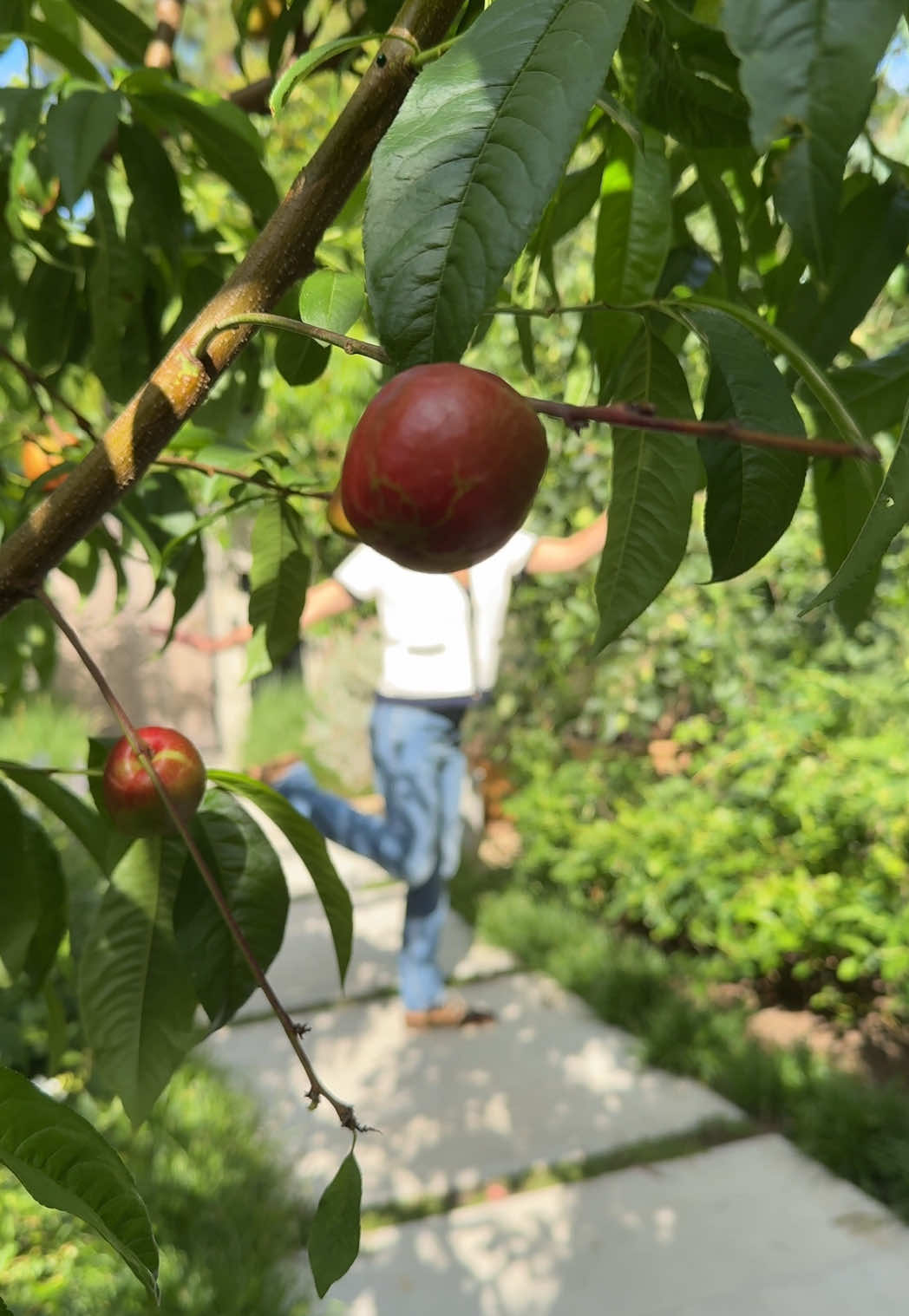 A post by @jennifergarner on TikTok caption: There is no nectarine emoji. 🌱🌞 (We ♥️ Billy Joel)