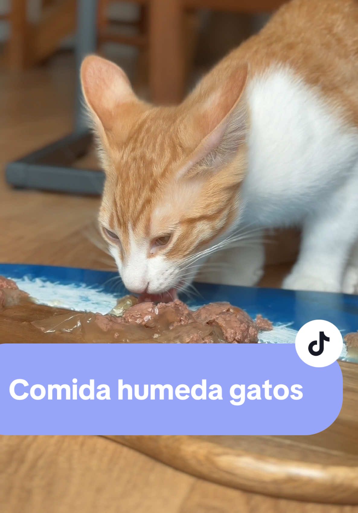 A post by @huronarolera on TikTok caption: COMO HACER FELIZ A TU GATO Sinceramente gente, estoy muy contenta con la marca Era, les estoy dando el pienso y ahora probamos la comida húmeda!  Creo que traspié ha quedado tan contento y gordito que no puede parar de ronronear… y no sabría decir cuál le ha gustado más 🤣 @CUNIPIC 😍 qué opináis? La tabla es de <LyL arte en madera> #food #cats #gatos #gato #alimentacion #mascotas #animales #funnyanimals #kitty 