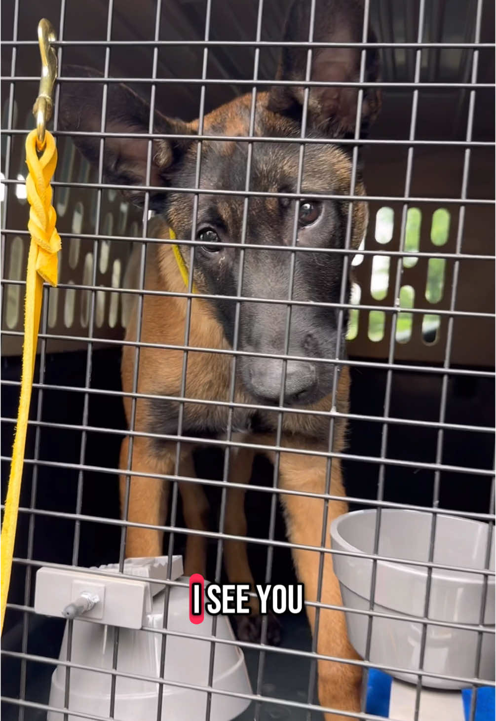 A post by @maligatormom on TikTok caption: This isn’t meant to diminish the incredible effort and dedication ALL trainers put into their craft, whether professional or hobbyist, everyone is grinding in their own way. This is just acknowledging a different kind of hard. Keep pushing! 😊 💪🏼  #malinois #malinoistraining #dogtraining #dogtrainer #dogtrainerlife