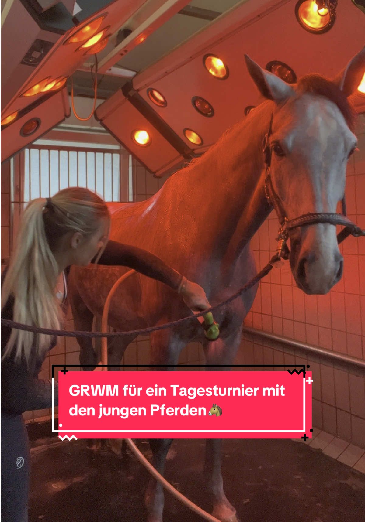 A post by @bellaxhorses on TikTok caption: Morgen ist das junge Gemüse mal wieder dran 🐴 #bellaxhorses #horseslover #showjumpinghorse #horsegirl #equestrianlife #pferdeliebe #equestrians #pferdemädchen #horsesoftiktoktok #equestrianlove #equestriangirl 