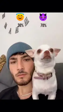 A post by @dogg_chihuahua on TikTok caption: niki angel or devil 😂 #pet #foryou #PetsOfTikTok #fypシ #chihuahua #dog 