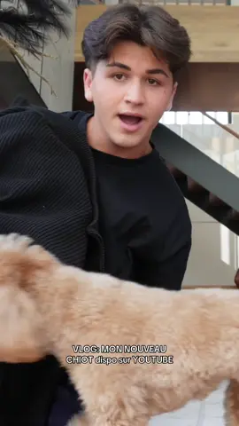 A post by @marcantoinedelage_ on TikTok caption: Billie rencontre sa petite sœur… je sais que je répète beaucoup le mot « doucement » mais je na savais pas à quoi allait ressembler ces réactions… finalement c’est bin trop cute🥹 Pour le VLOG: MON NOUVEAU CHIOT, la vidéo est maintenant disponible sur YouTube. Le lien est en BIO