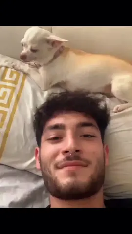 A post by @dogg_chihuahua on TikTok caption: niki side eye effective 😂 #pet #foryou #PetsOfTikTok #fypシ #chihuahua #dog 