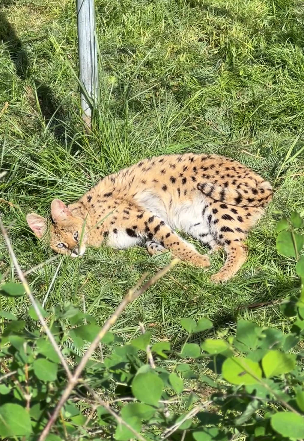 A post by @wildcatridgesanctuary on TikTok caption: Suri serval is still loving grass, but now she’s recently discovered fresh cut pine! 🌲 We love seeing her so happy and relaxed at sanctuary.  Interested in virtually adopting or sponsoring Suri and helping to fund her care? Check out our website, link in bio.  #serval #notapet #wildliferescue #nonprofit #sanctuary #CatsOfTikTok #smallcatcrisis #pinetree #grass 