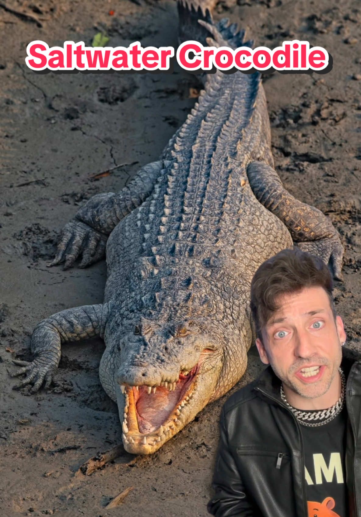 A post by @oddanny on TikTok caption: The largest crocodile in the world #saltwatercrocodile 