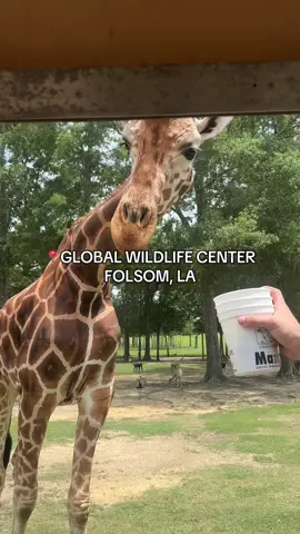 A post by @shaelynbrooke on TikTok caption: so much fun! 